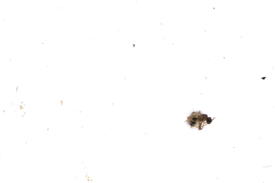 Image 20